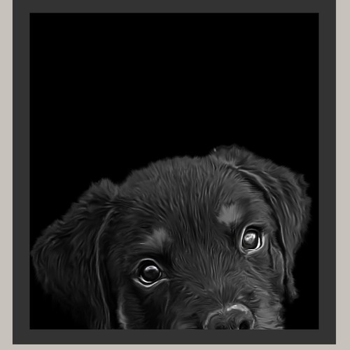 Puppy
