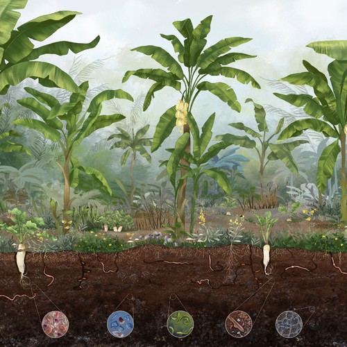 Botanical illustration for the Caribbean Soil Museum