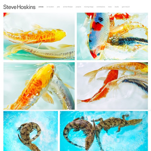 Steve Hoskins Animal Photographer