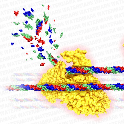 Protease degradation over uncrosslinked collagen molecule