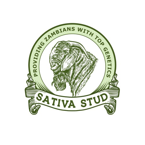 sativa stud