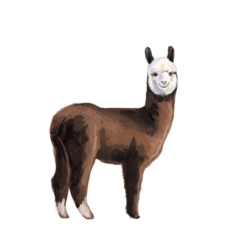 illustration of an Alpaca