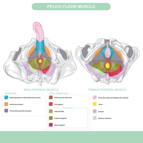 Pelvic floor muscle