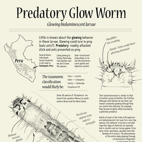 Predatory Glow Worm Infographic