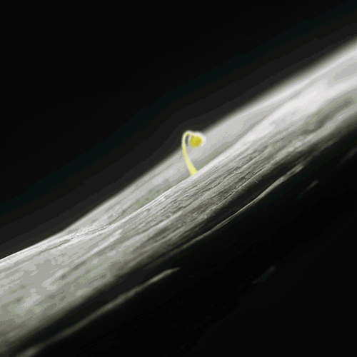 Umbrella Collective 20 Years Anniversary