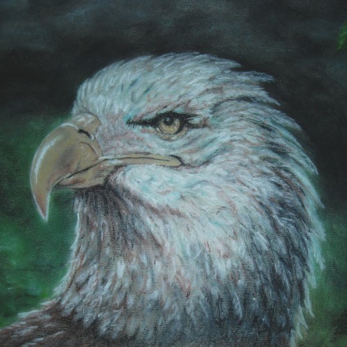 bald eagle 