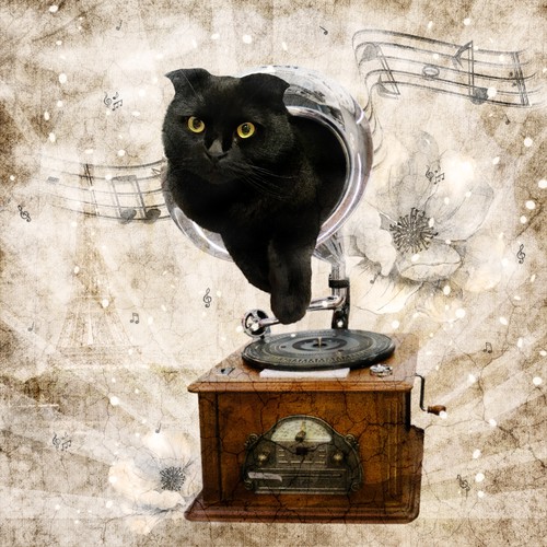 Cat in the gramophone