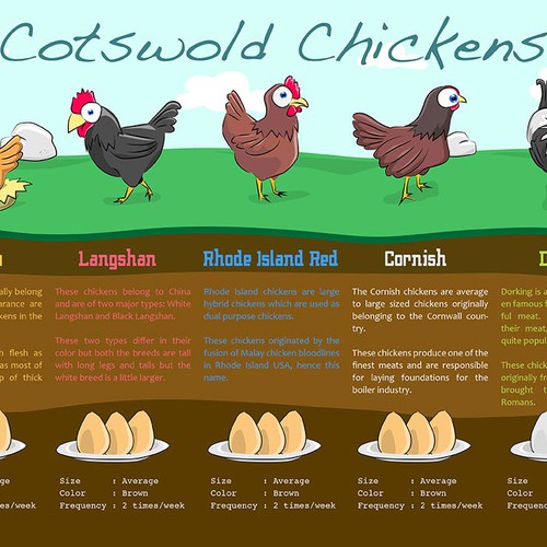 Cotswold Chickens infographic