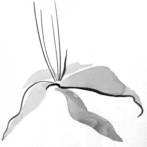 Abstract Lily for Fine Jewelry brand