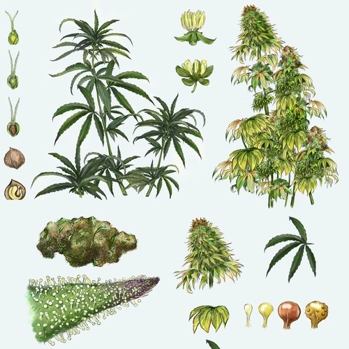Hand drawn cannabis plant realistic