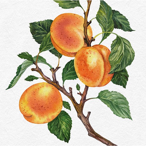 Packaging design for dried fruits and berries