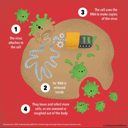 Coronavirus infographic