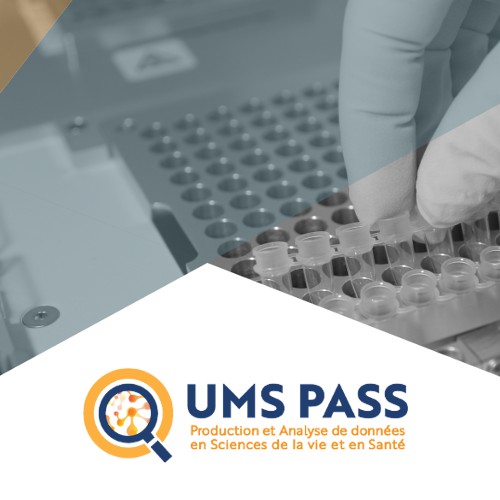 Logo and Headers design for UMS PASS