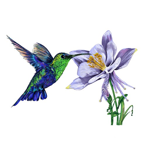 Hummingbird Illustration