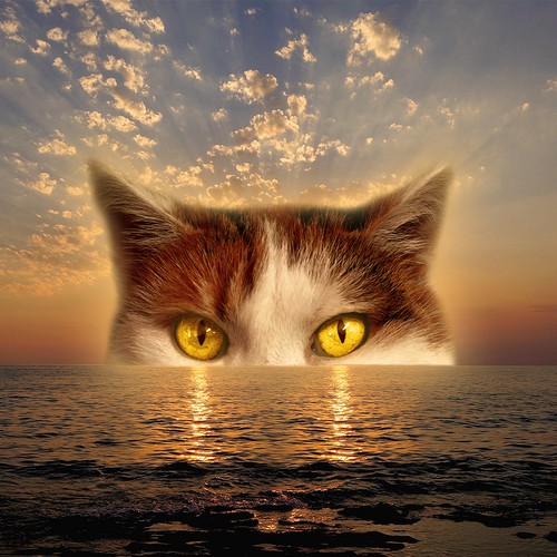 Sunset cat