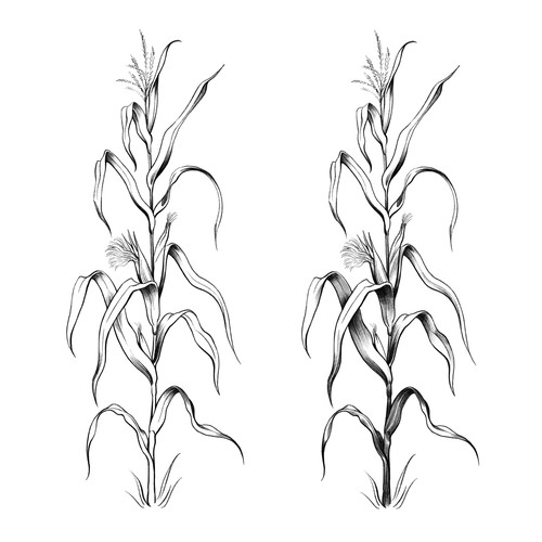 Corn plant illustration