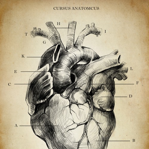 Longterm high price - Premium Anatomy Prints