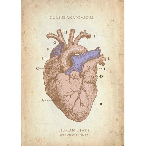 Vintage Anatomical Illustration