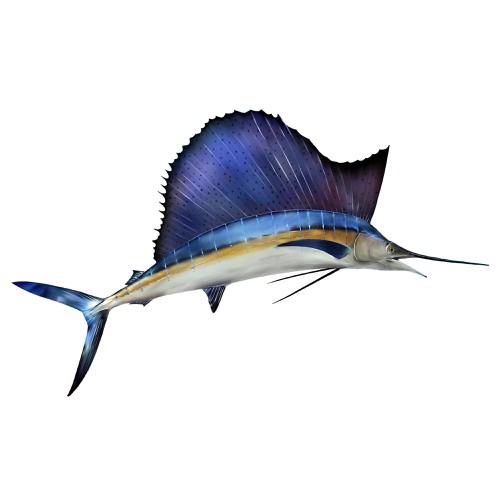 Sailfish Graphic for Fishing tournament brochure - must be original