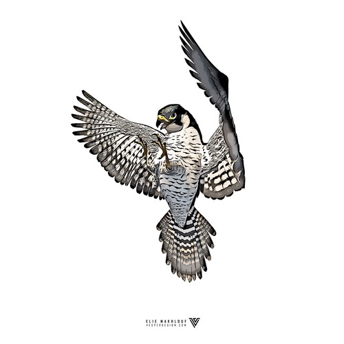 Peregrine Falcon Sketch
