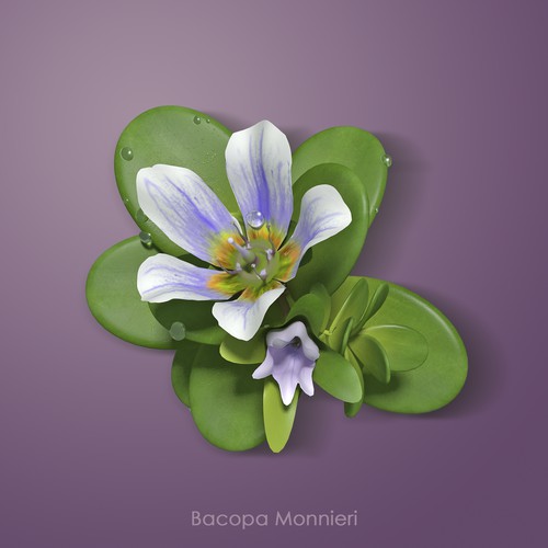 3D Bacopa Monnieri plant image