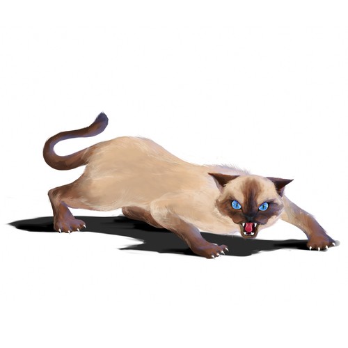Tonkinese Cat