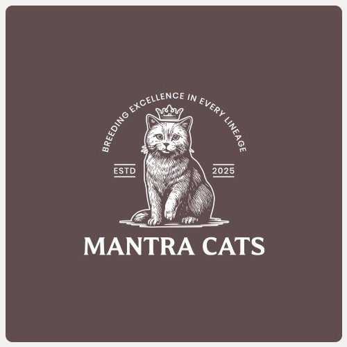 British Shorthair Cattery