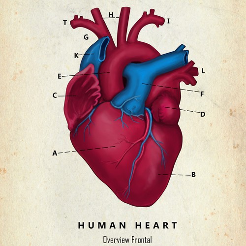 Human Heart