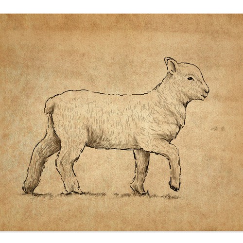 Lamb illustration