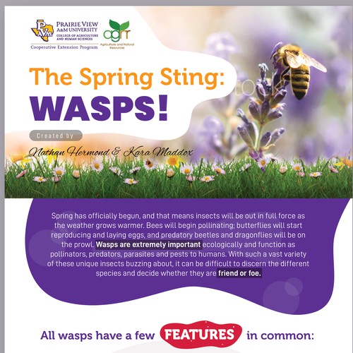 The Wasp Infographic Design
