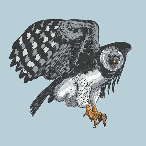 Eagle Illustration 