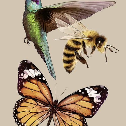 insect drawing. butterfly drawing. drawing of a bee. hummingbird drawing