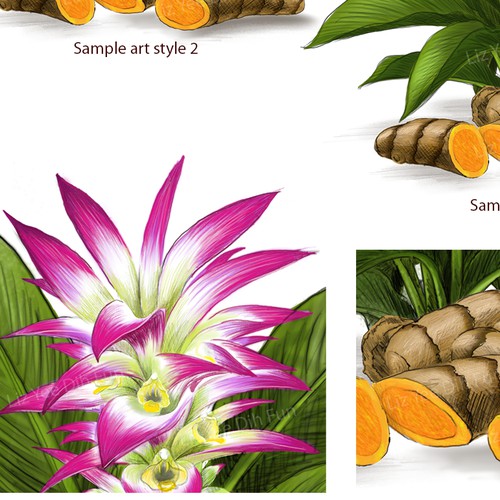 turmeric-curcumin illustration