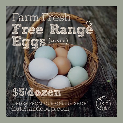 Free Range Eggs