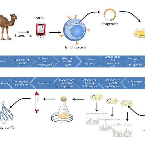 Nanobodies production process