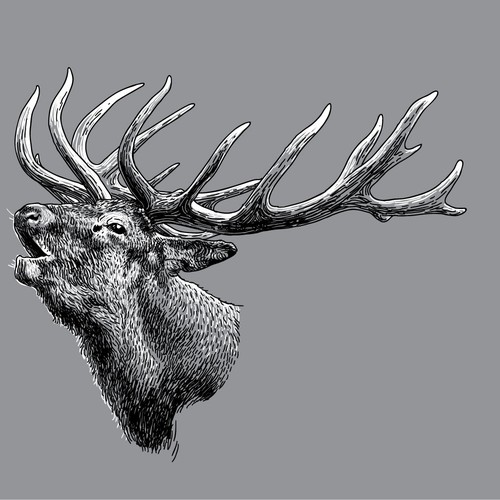 Vector Deer Head Illustration