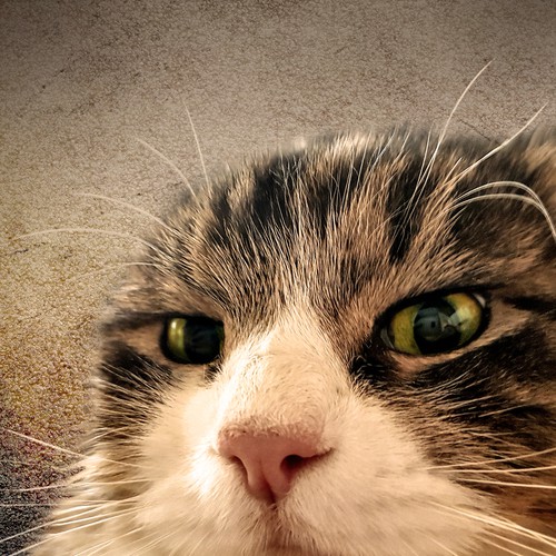 Funny cat