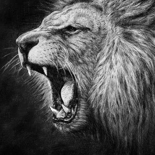 Drawing a Lion from a photo