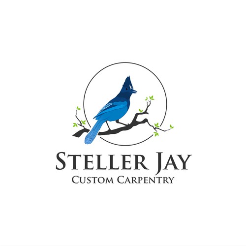 Steller Jay