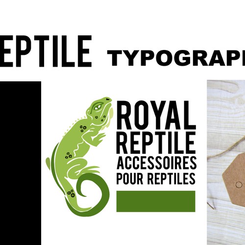 Créer un logo pour une société de commerce d'accessoires pour reptiles sur internet.