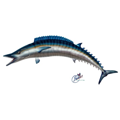 Wahoo Sport fish for fishing tournament brochure