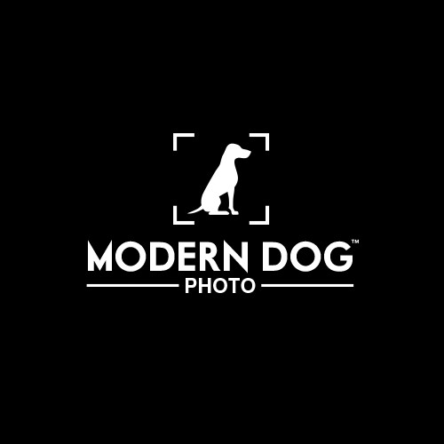 Modern Dog Photography