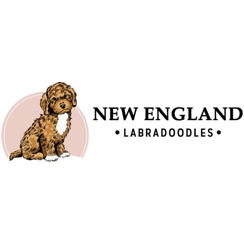 Labradoodle Breeder