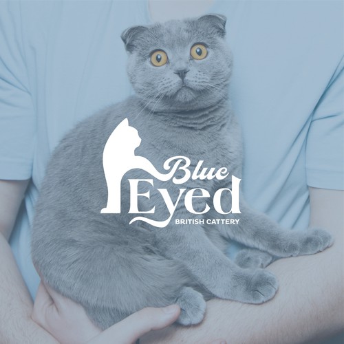 Blue Eyed . BRITISH CATTERY