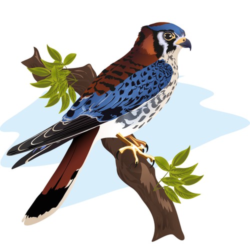 American Kestrel