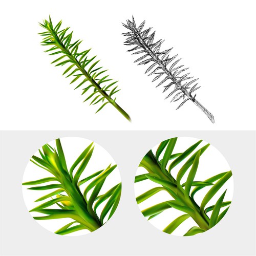 Plant. Vector illustration.