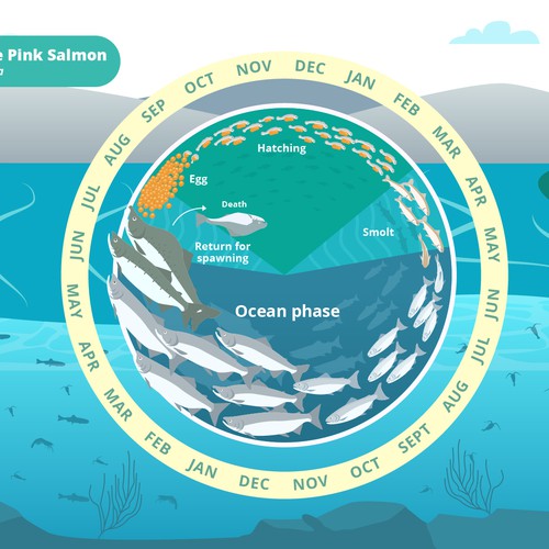 Infographic Life Cycle of the Pink Salmon