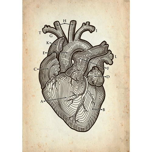 Heart Illustration