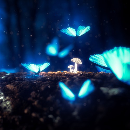 Butterflys