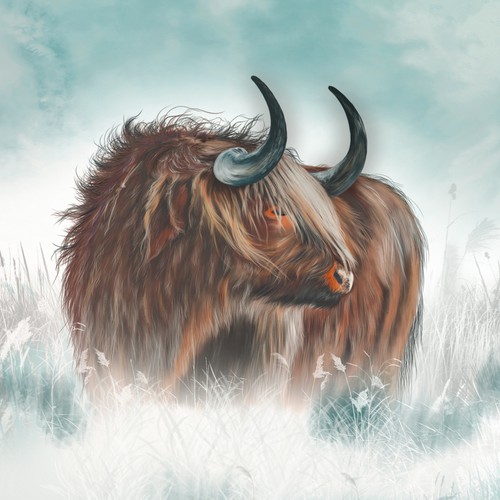 Highland Cow